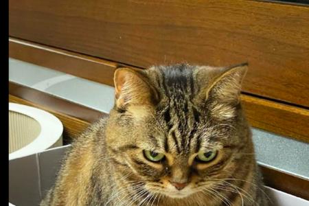 猛兽的眼睛为什么很有杀气