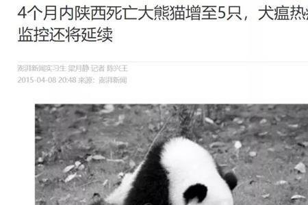 为什么熊猫长大了不能接触