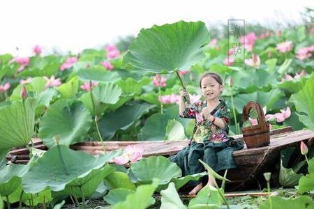 为什么采莲花要在清晨或者傍晚