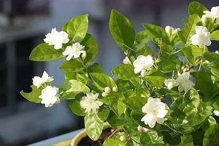 喝剩的茉莉花茶可以浇花吗