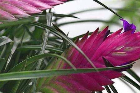 怎样剪掉铁兰的花柄