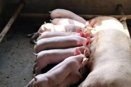 小猪生下来多久不吃奶会死