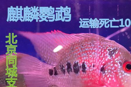 元宝罗汉鱼底沙放什么