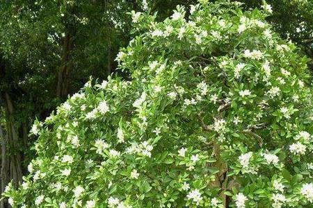 栀子花和九里香哪个好养