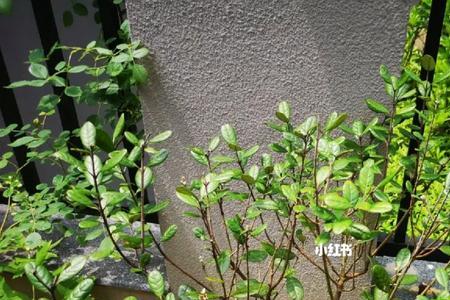 冬天种的费油果夏天才发芽