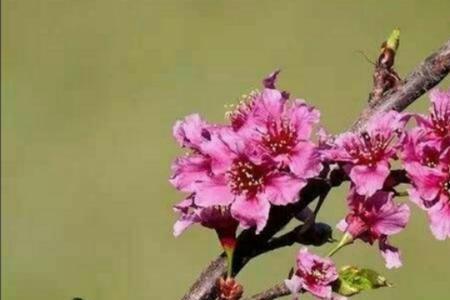 什么鸟鸣象征学子