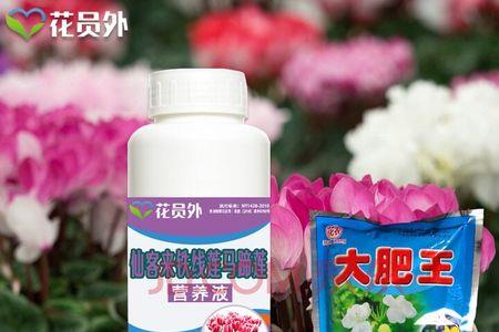 大肥王哪些花可以用