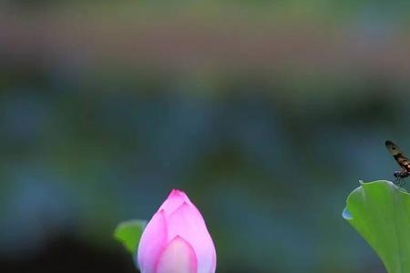 且听风吟静待花开未来可期意思