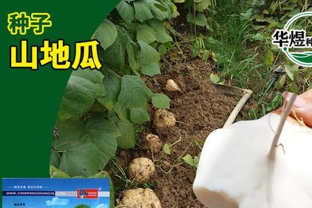 牧马山凉薯栽培技术