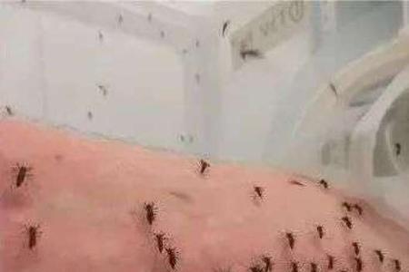 为什么空调机里面都是蚊子