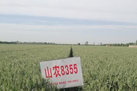山农43小麦品种最高产量是多少