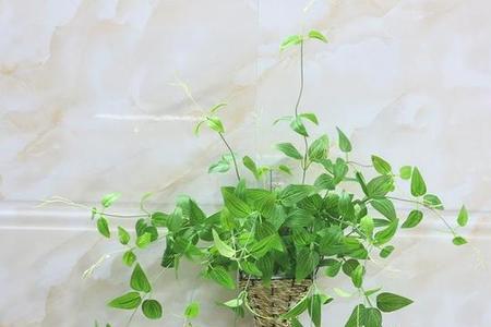 客厅里养藤蔓类植物好吗