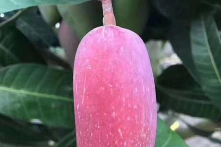 自家种的芒果发朋友圈