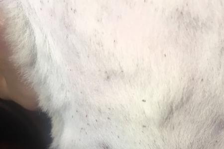 为什么农村的猫长跳蚤