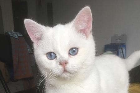 银点猫如何看品相体型大吗