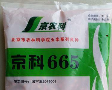 山东济宁玉米种哪些品种最好