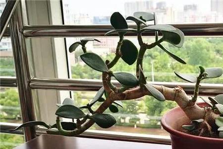 新栽的玉树不断冒新芽