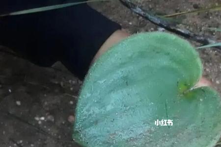 冰雾花长什么样子