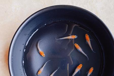 观背青鳉入缸多久喂食