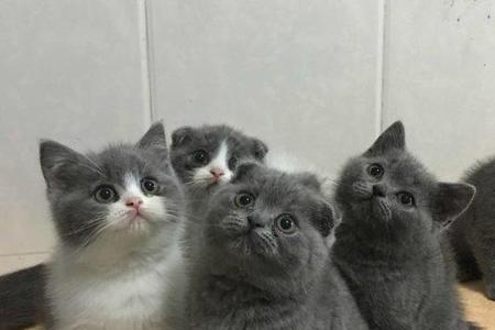 一窝的蓝猫能配么