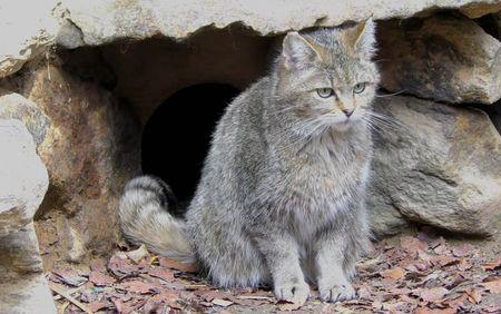 野猫为何吃家猫