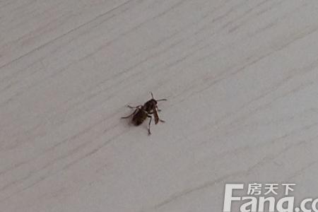 房虫子是什么意思
