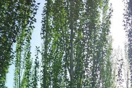 胸径29公分的杨树株高大约几米