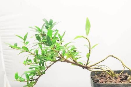 水杨梅可以嫁接什么品种植物