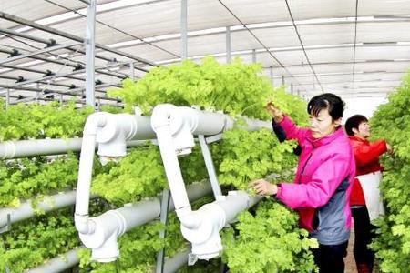 学校温室大棚种植方案
