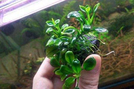 水榕烂叶是什么原因