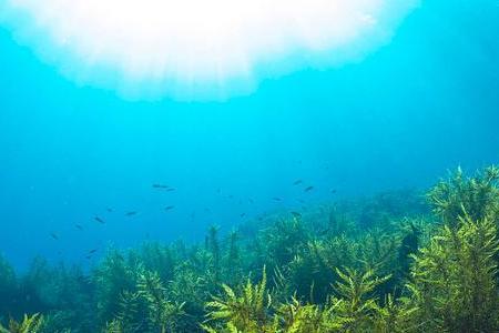 海水含氧量还是淡水含氧高