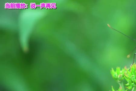 想说一声再见歌名