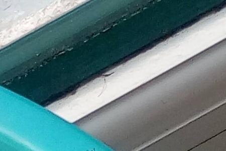 隐翅虫为什么捏不死