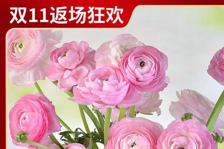 洋牡丹水养花期多久