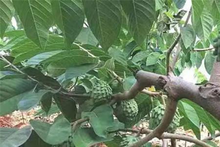 释迦果种植成本和利润