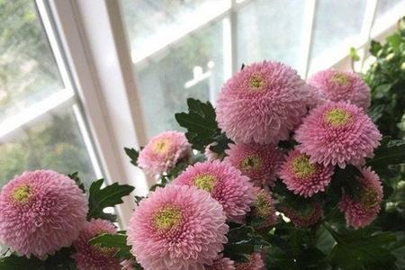 怎样使菊花不长那么高