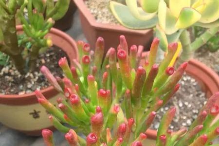 多肉招财进宝什么时候开花