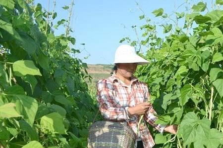 种豆角覆盖模式几种