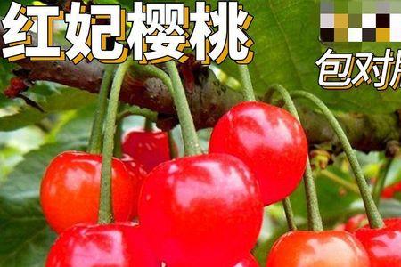 红妃樱桃最佳授粉树
