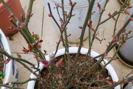 月季新芽多长可以短截