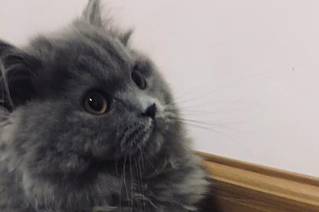 蓝猫身上有黄毛是什么品种