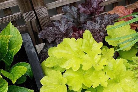 南墙根阴面适合种什么植物