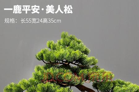 办公室里可以摆放迎客松盆景吗