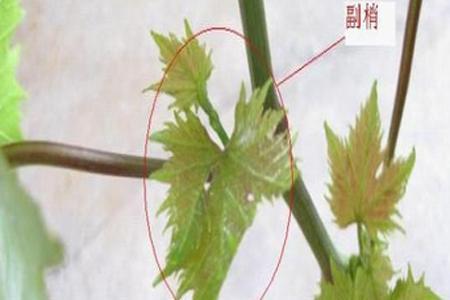 葡萄枝不挂果需要剪枝吗
