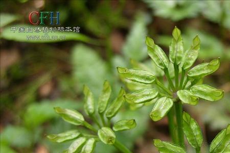 九子黄连的别名
