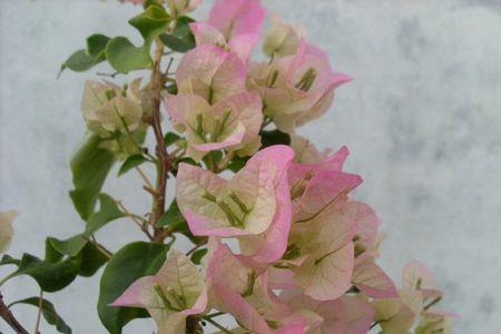 三角梅酒红色是勤花吗