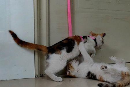 两只猫一年繁衍多少猫
