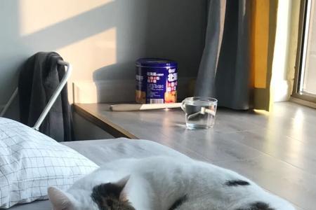 母猫跟小猫哼唧是在对话吗