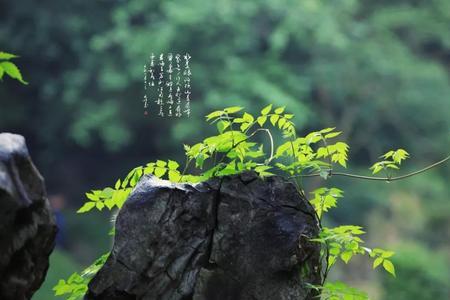 自然法则指的是什么