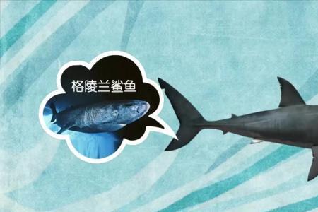 鲨鱼家族有哪些种类